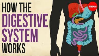 How your digestive system works  Emma Bryce [upl. by Anoirb578]