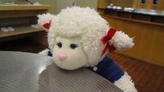 Lamb Cam 29 Lambies Australia Plane Ride  LambCam [upl. by Nicolea]