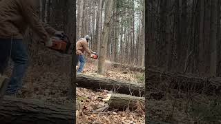 Cutting Trees With Stihl ms250 Chainsaw chainsaw [upl. by Baggett]