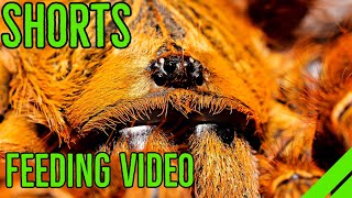 Pterinochilus murinus Orange Baboon Tarantula Feeding shorts [upl. by Williamson]