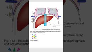 Anatomy Thorax 258 CostoMediastinal CostoDiaphragmatic recess Pleura lung deep inspiration viva [upl. by Aneehsirk]