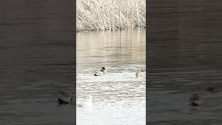 Eurasian Greenwinged teal breeding behavior  Качкацыранка шлюбныя паводзіны [upl. by Leval]