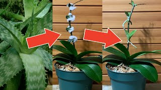 Orchids Propagation Baby Orchids Growth Stimulation How It’s Done [upl. by Haraf]