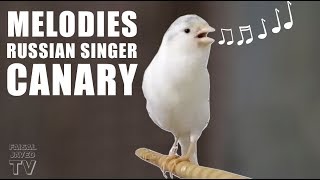 Canary Singing Birds sounds  Melodies Russian Canary Bird Sounds  Training Video [upl. by Eiger]