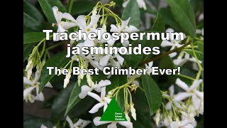 Trachelospermum jasminoides  The Best Climber Ever [upl. by Shirline]