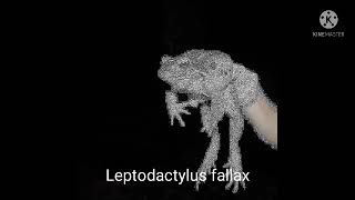 LEPTODACTYLUS FALLAX [upl. by Yasu]