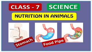 Stomach Food pipe Nutrition in AnimalsScience [upl. by Tuck]