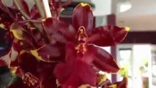 Orchid care Phalaenopsis alternative Colmanara Golden Red Star orchid on Vancouver Island [upl. by Oznecniv491]