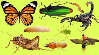 Learn Name and Sounds of Insects for Kids Teach Insects in English [upl. by Okajima]