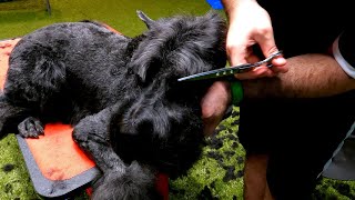 Full body and head clipper and scissors Giant Schnauzer [upl. by Llennhoj656]