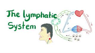 The Lymphatic System All you need to know [upl. by Sugihara109]