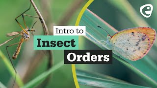 An introduction to Insect Orders [upl. by Jessa]