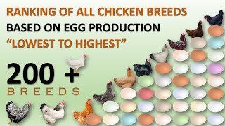 Ranking of All Chicken Breeds Based on Egg Production 🥚🐔  Eggs  Hens  Chickens  Chicken Eggs [upl. by Siraval221]