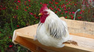 CochinPekin Chickens  Dark History Beautiful Birds La bella gallina cochinchina Poules Pékins [upl. by Luise]