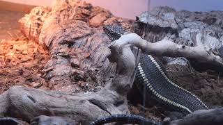 Giant plated lizards M validus feeding with locusts [upl. by Rupert]