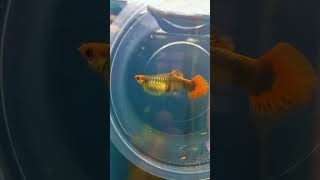 paltinum koi female GUPPY fish fish aquaria aquariumfish aquascape fishfreekzs fishtank [upl. by Gustave]