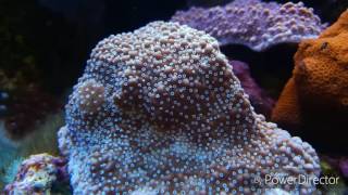 Montipora Reef tank Jewel vision 450 [upl. by Miranda]