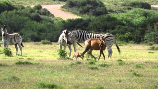 Hartebeest young attacked by zebras [upl. by Dickson65]