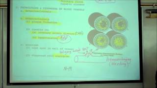 ANATOMY CIRCULATORY SYSTEM PART 5 HISTOLOGY OF BLOOD VESSELS by Professor Fink [upl. by Stephan431]