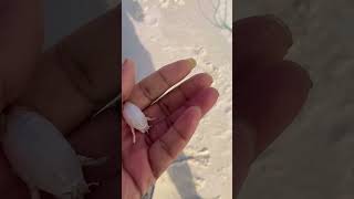 CATCHING SAND FLEAS ON THE BEACH 👀😬 emptynesters rvcamping fishing [upl. by Aihsilat968]