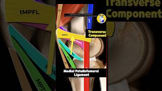 Fig 4A01 Anatomy of the Medial Patellar Retinacular Complex Part 1 [upl. by Hussar]