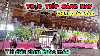 🔴 Trực Tiếp Lễ Hội Thi Đấu Chim Chào Mào quot LaGi Bình Thuận [upl. by Hemminger]