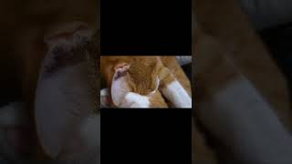 Schnarch🤣🤣🤣 cat funny schnarchen love fyp viralvideo tschigas [upl. by Eidnew]