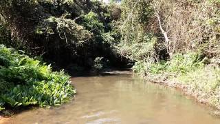 Lagenandra sp in the Western Ghats [upl. by Edme]