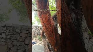 Anjaneya Swamy Temple near venugopala tirumala subscribe trending [upl. by Romo241]