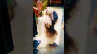 Shih Tzu puppies 🐶♥️ trending goviral subscribe hitshort doglover [upl. by Evoy]