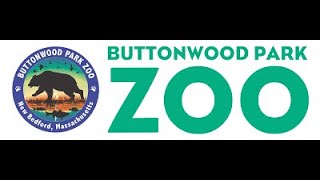 Buttonwood Park Zoo Full Tour 2024 [upl. by Erikson112]