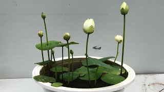 Planting lotus seeds for beginners  growing lotus at home [upl. by Pasahow]