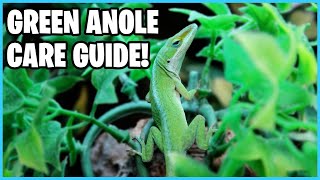 How to take Care of Green Anoles Green Anole Care Guide [upl. by Janik]