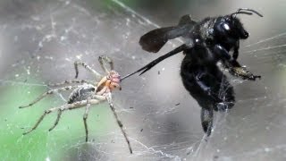 ПАУК И ПЧЕЛА spider attacks xylocopa valga [upl. by Carlotta]