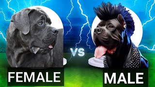 Male vs Female Cane Corso Choosing The Right Guardian for Your Family PetCode canecorso dog [upl. by Bearce8]