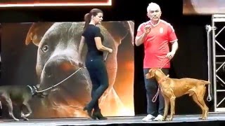 Cesar Millan Budapest 1219 Showműsor részlet [upl. by Girand]