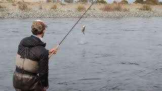 Landing a nice Brown Trout in Limay river Fly fishing in Patagonia [upl. by Rabush]