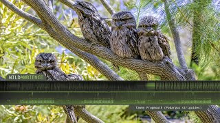 Tawny Frogmouth Call amp Sounds [upl. by Aneetsyrk]