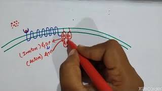 PHOSPHATIDYL INOSITOL PATHWAY [upl. by Badr974]