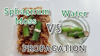 Sphagnum Moss VS Water Propagation  90 Days Experiment with Monstera Deliciosa [upl. by Amice]