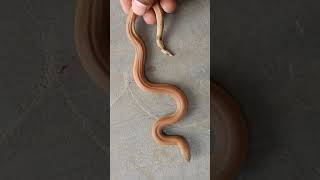 दो मुंह वाला सांप किया रेस्क्यू  red sand boa snake  dumai snake  non venomous snake wildlife [upl. by Neeleuqcaj]