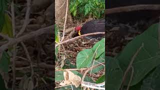 Bats Bush Turkey and Whipbird [upl. by Holds]