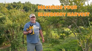 quotMaximize Your Blueberry Harvest Pruning Techniques for Abundant Yieldquot [upl. by Nnyllatsyrc15]