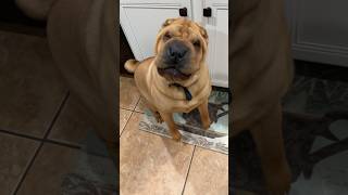 Shar pei loves to play music sharpeis sharpeidog dogshorts [upl. by Tihw]