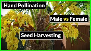 Trachycarpus Fortunei  How to Hand Pollinate Harvest Seeds MaleFemale Identification Palm Tips [upl. by Einnoc404]