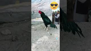 Aseelaseel aseelmurga birds aseellovers youtubeshorts shorts [upl. by Scrivenor760]