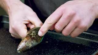 How to Shuck a Mills Bay mussel [upl. by Nesmat]