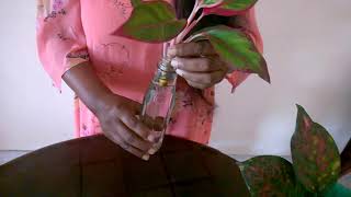 An Easy Way to Propagate Aglaonema [upl. by Notyal983]