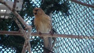 Male Redpoll Singing [upl. by Creamer219]