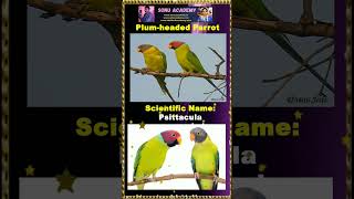 plum headedParrot parrot birds shortvideos shorts trend viralvideo nanduram🌷🐦🐤video reels [upl. by Hogle]